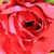 Rdeča - Vrtnica plezalka - Szaffi